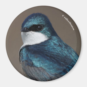 Handsome Tree Swallow Songbird on a Wire Magnet