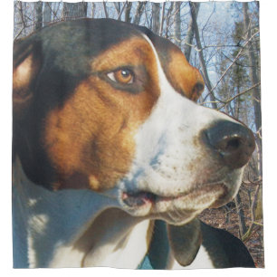 Handsome Treeing Walker Coonhound