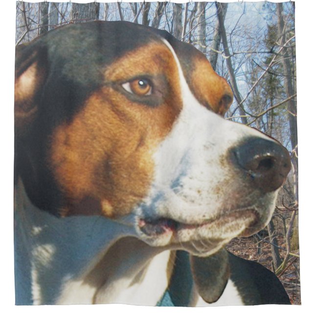 Handsome Treeing Walker Coonhound (Front)