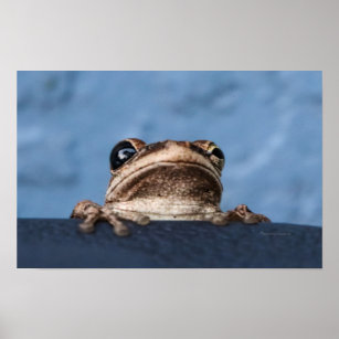 Hang in There Frog Poster