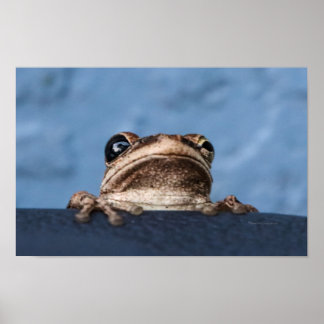 Hang in There Frog Poster