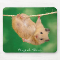 Hang in There Hamster