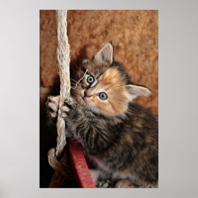 Hang In There, Kitty! Poster (Front)