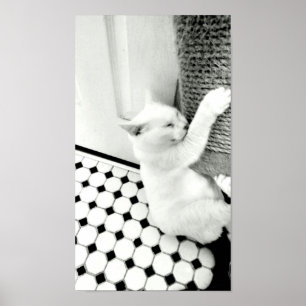 Hang In There Poster de chat noir et blanc