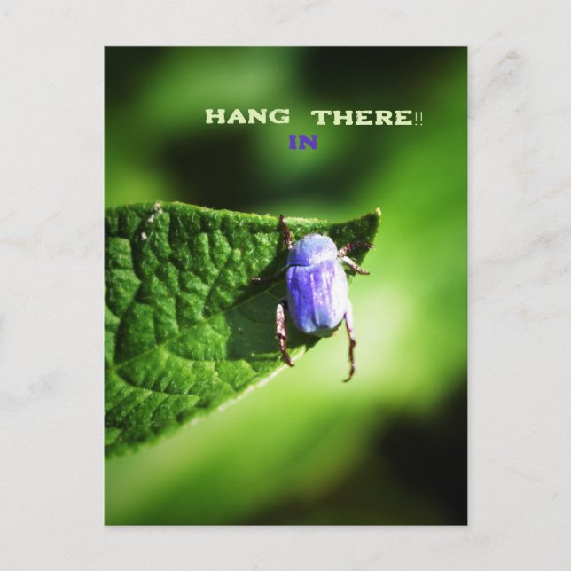 Hang in There, Purple Beatle,  Postcard (Front)