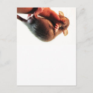 Hang in There Rat Postcard