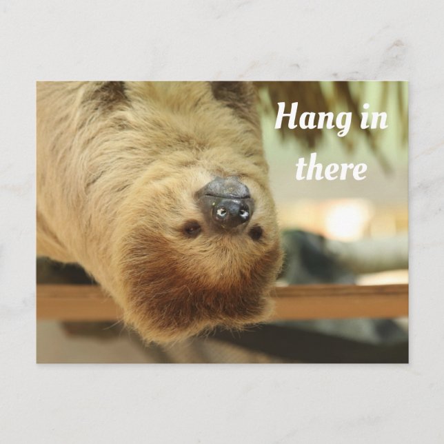 Hang in There, Sloth Postcard (Front)