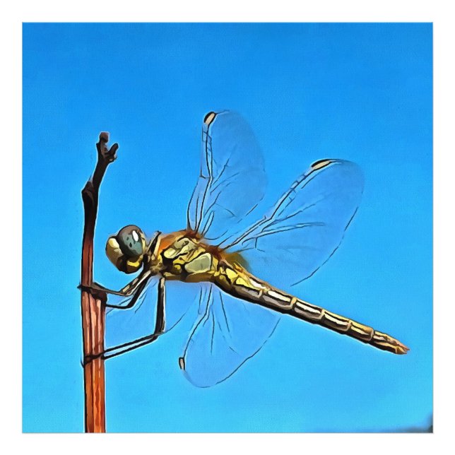 Hang On In There Artistic Dragonfly Photo Print (Front)
