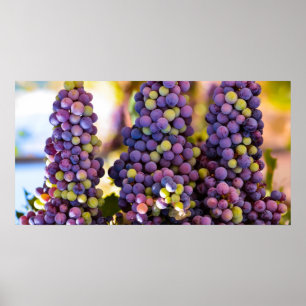 Hanging Bunches of Grapes Poster