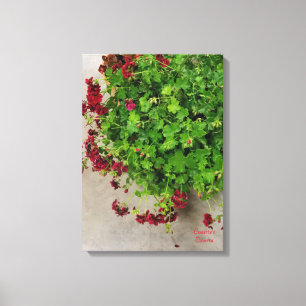 Hanging Geraniums Canvas Print