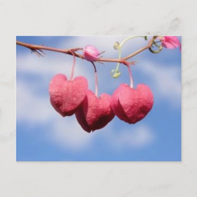 Hanging_hearts flower  postcard (Front)