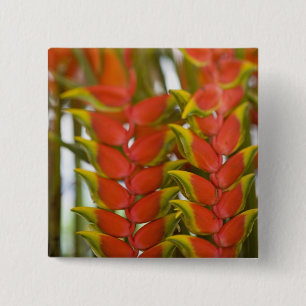 Hanging Heliconia, Weekly Tuesday fruit & 2 Inch Square Button