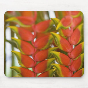 Hanging Heliconia, Weekly Tuesday fruit & Mouse Pad