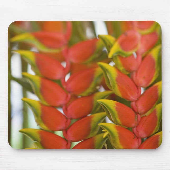 Hanging Heliconia, Weekly Tuesday fruit & Mouse Pad (Front)