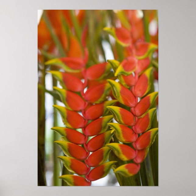 Hanging Heliconia, Weekly Tuesday fruit & Poster (Front)