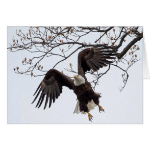 Hanging In Mid-Air