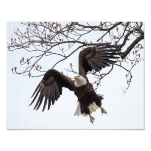 Hanging In Mid-Air Photo Print