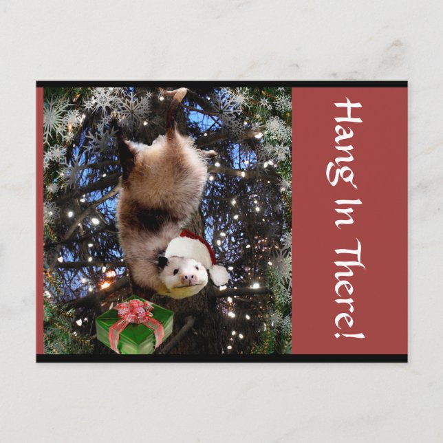 Hanging In There! Christmas Postcard (Front)
