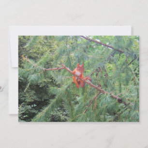 Hanging in There Holiday Card