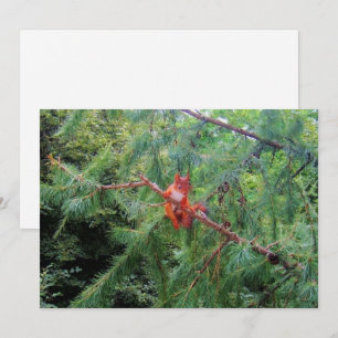 Hanging in There Holiday Card