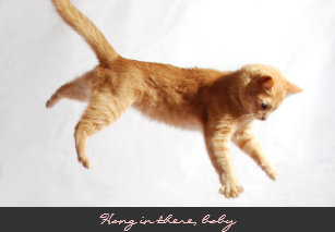 Hang In There Cat Posters Prints Poster Printing Zazzle Ca