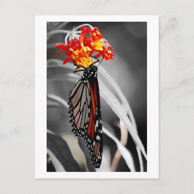 Hanging Monarch butterfly Postcard (Front)
