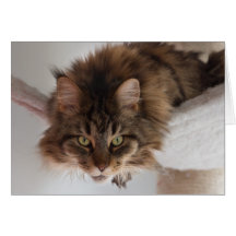 Hanging out - Maine Coon cat card