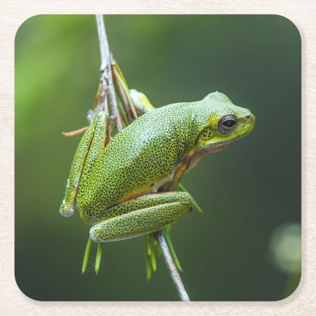 Hanging Tree Frog Square Paper Coaster (Front)