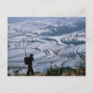 Hani girl carrying basket with rice terrace, postcard