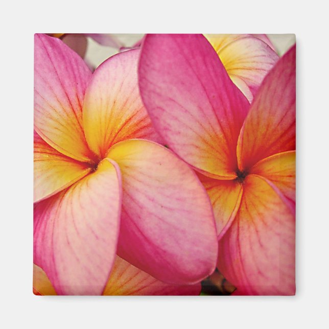 Hanna Pink Glow Plumeria Magnet (Front)