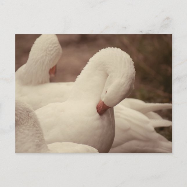 Hans postcard (Front)