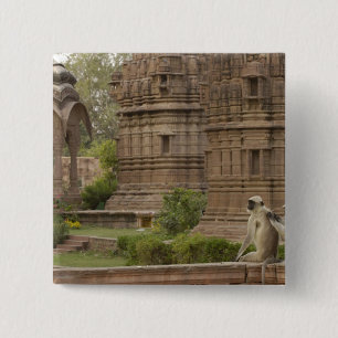 Hanuman Langurs or Black-faced, Common or Grey 2 Inch Square Button