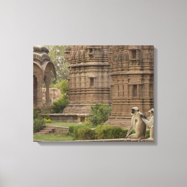 Hanuman Langurs or Black-faced, Common or Grey Canvas Print (Front)