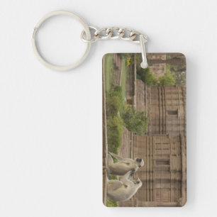 Hanuman Langurs or Black-faced, Common or Grey Keychain