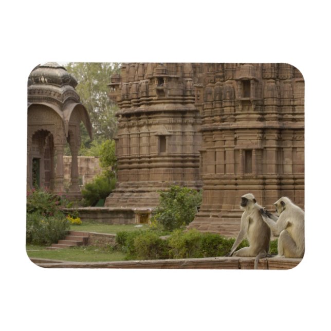 Hanuman Langurs or Black-faced, Common or Grey Magnet (Horizontal)