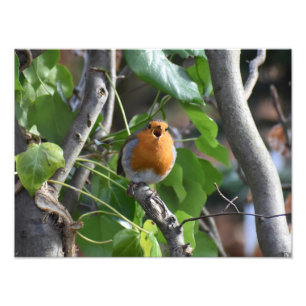 Happily Singing Robin Photo Print