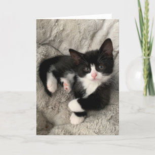 Happiness Kitten Blank Folded Card