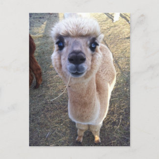 Happy alpaca says hi postcard