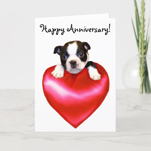 Happy Anniversary Boston Terrier Greeting Card (Front)