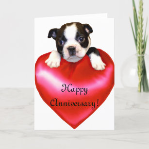 Happy Anniversary Boston Terrier Greeting Card