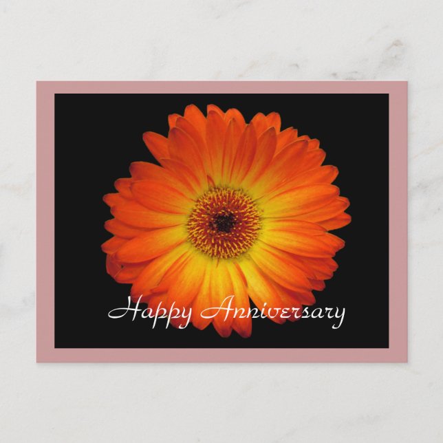 Happy anniversary orange gerbera daisy postcard (Front)