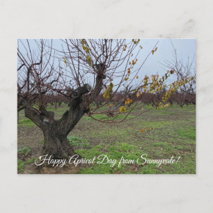 Happy Apricot Day from Sunnyvale! Postcard