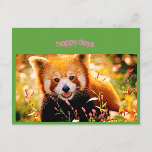 happy bear postcard