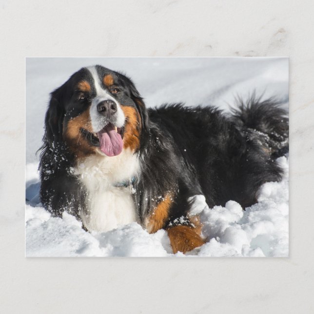 Happy Bernese Mountain Dog In Winter Snow Postcard (Front)