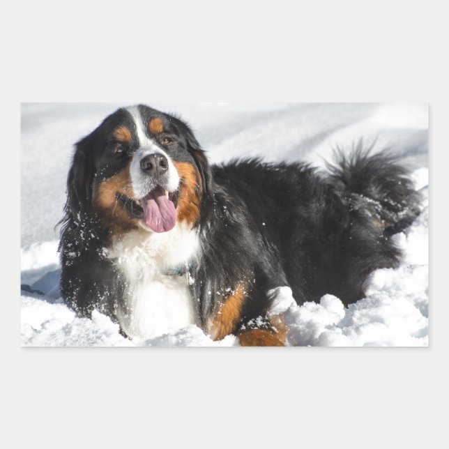 Happy Bernese Mountain Dog In Winter Snow Sticker (Front)