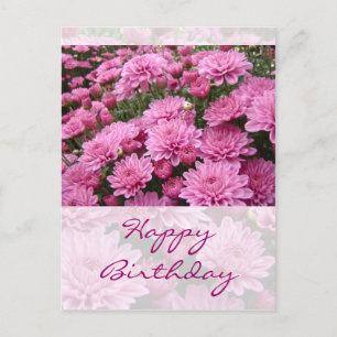 Happy Birthday - A Sea of Pink Chrysanthemums #2 Postcard