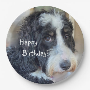 Happy Birthday Adorable Bernedoodle Paper Plate