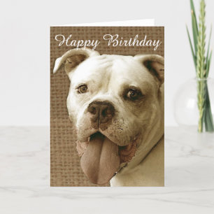 Happy Birthday American bulldog greeting card