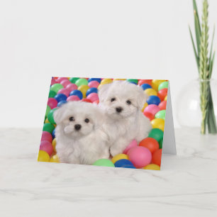 Happy Birthday Bichon Frise White Puppy Dog Card