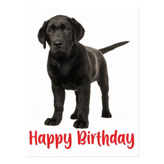 Happy Birthday Black Labrador Retriever Puppy Dog Postcard | Zazzle.ca